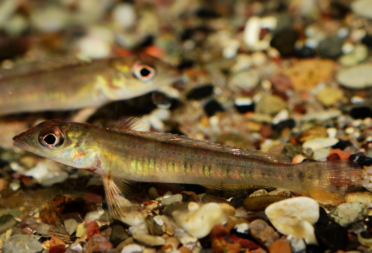 Teleocichla prionogenys