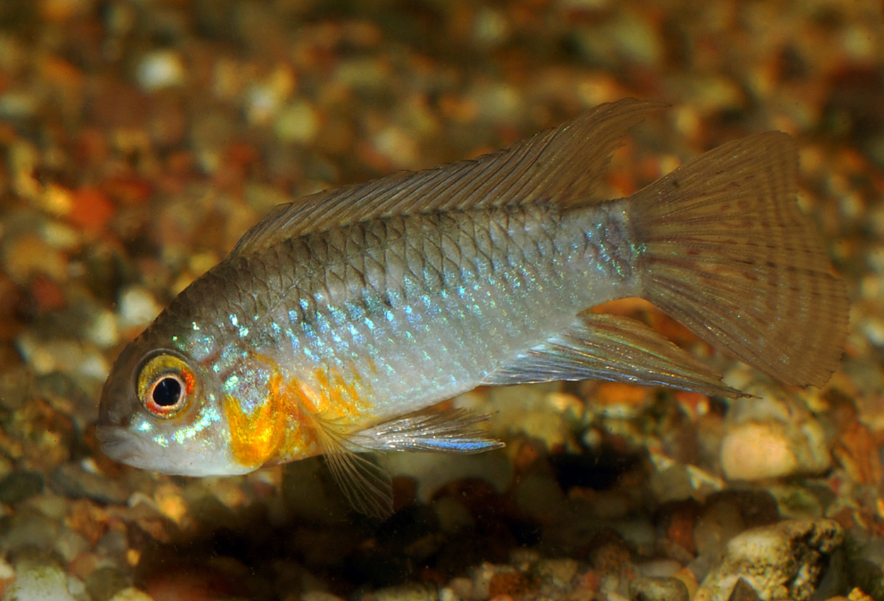 Apistogramma linkei