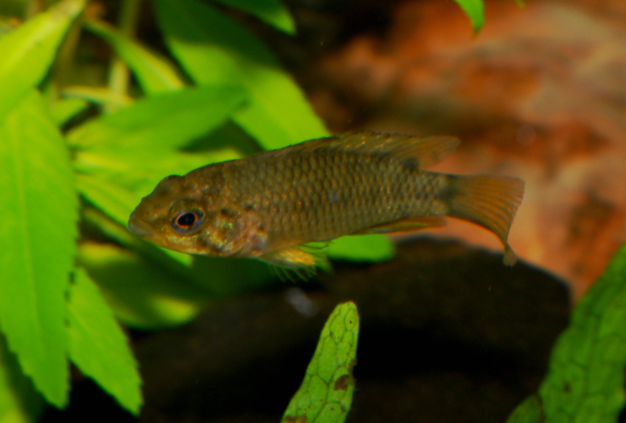 Apistogramma alacrina