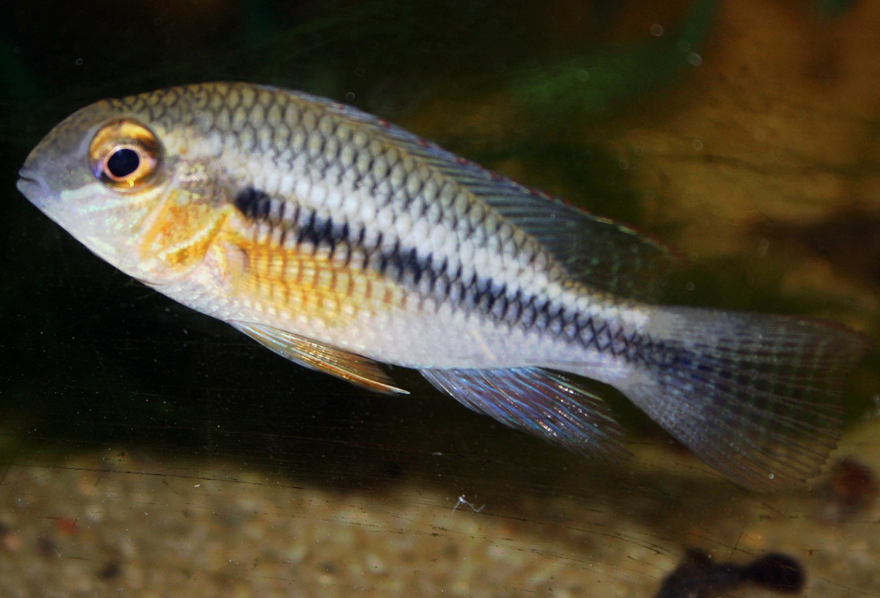 Crenicara punctulatum