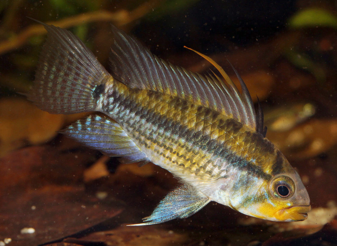 Apistogramma juruensis