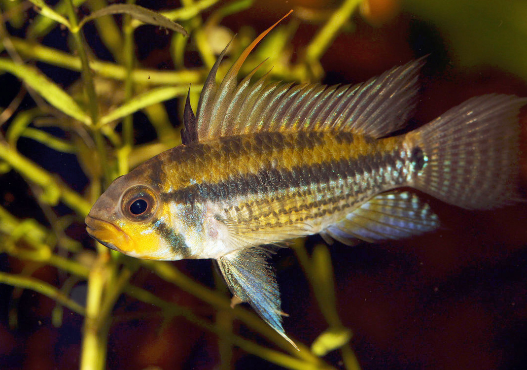 Apistogramma juruensis