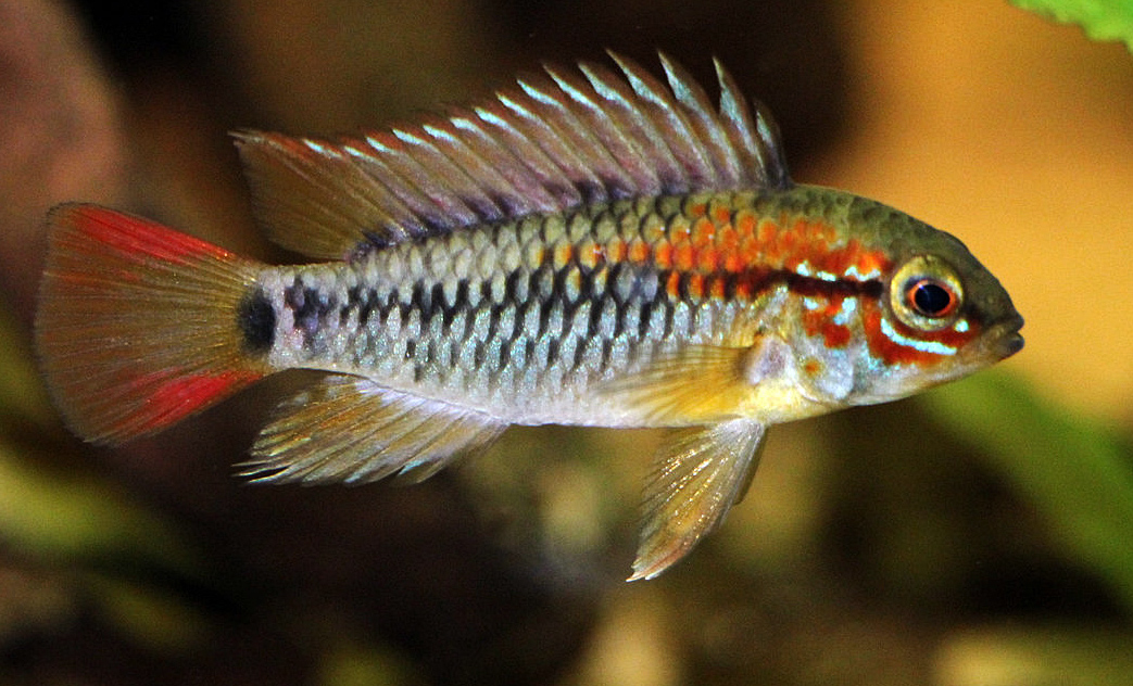 Apistogramma sp. 'viejita/macmasteri'