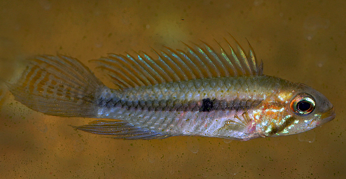 Apistogramma gibbiceps
