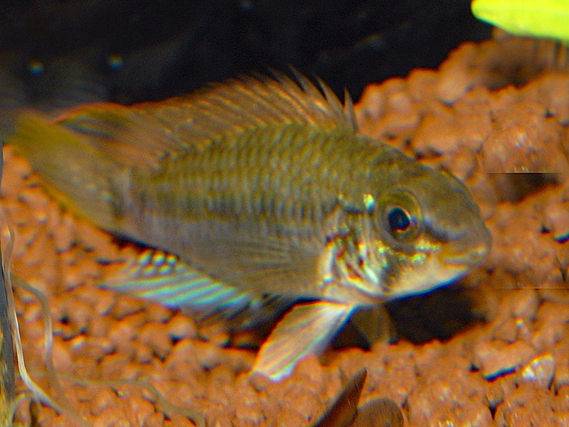 Apistogramma gossei