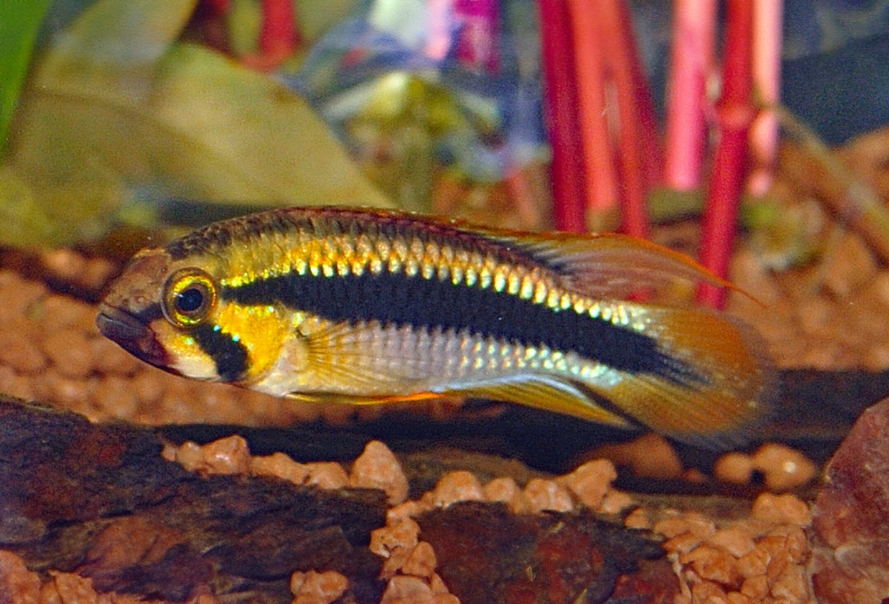 Apistogramma sp. 'Wilhelmi'