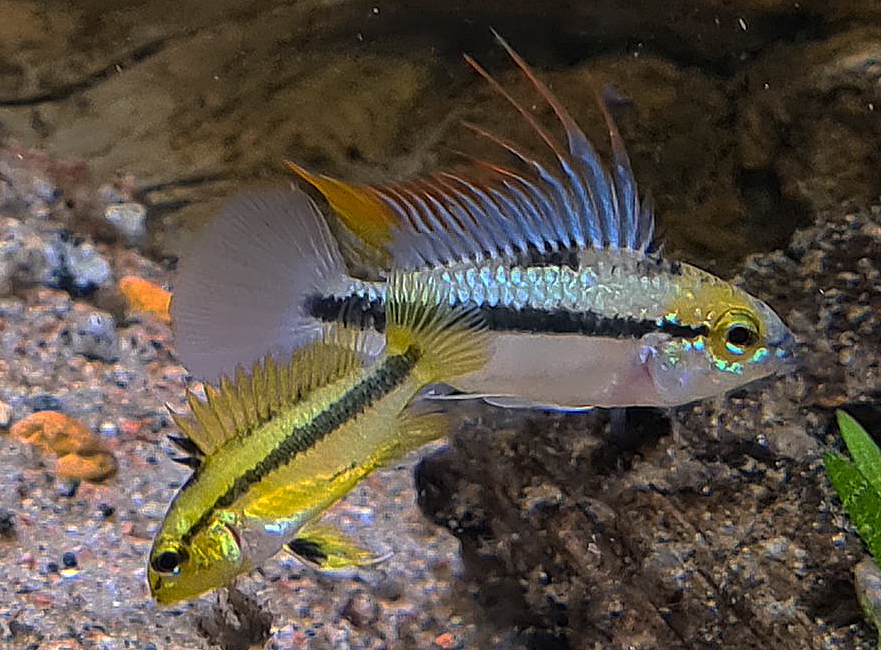 Apistogrammma trifasciata
