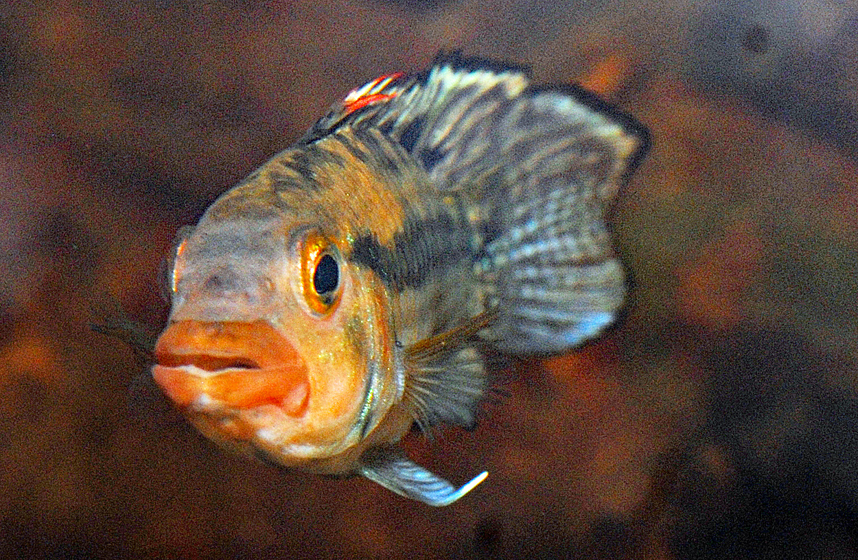 Apistogramma norberti