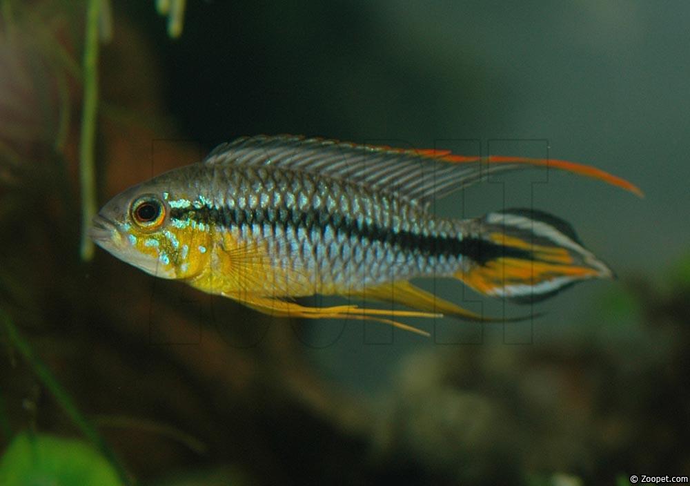 Apistogramma agassizii "alenquer"