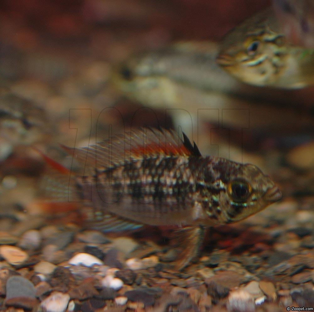 Apistogramma sp. "amapa guttata"