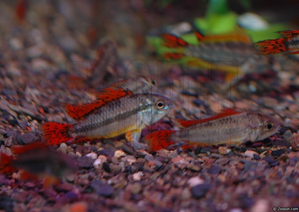 Apistogramma cacatuoides "flächig rot"