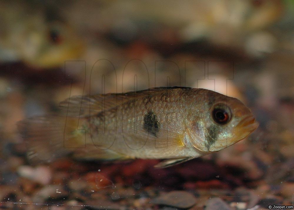 Apistogramma rositae