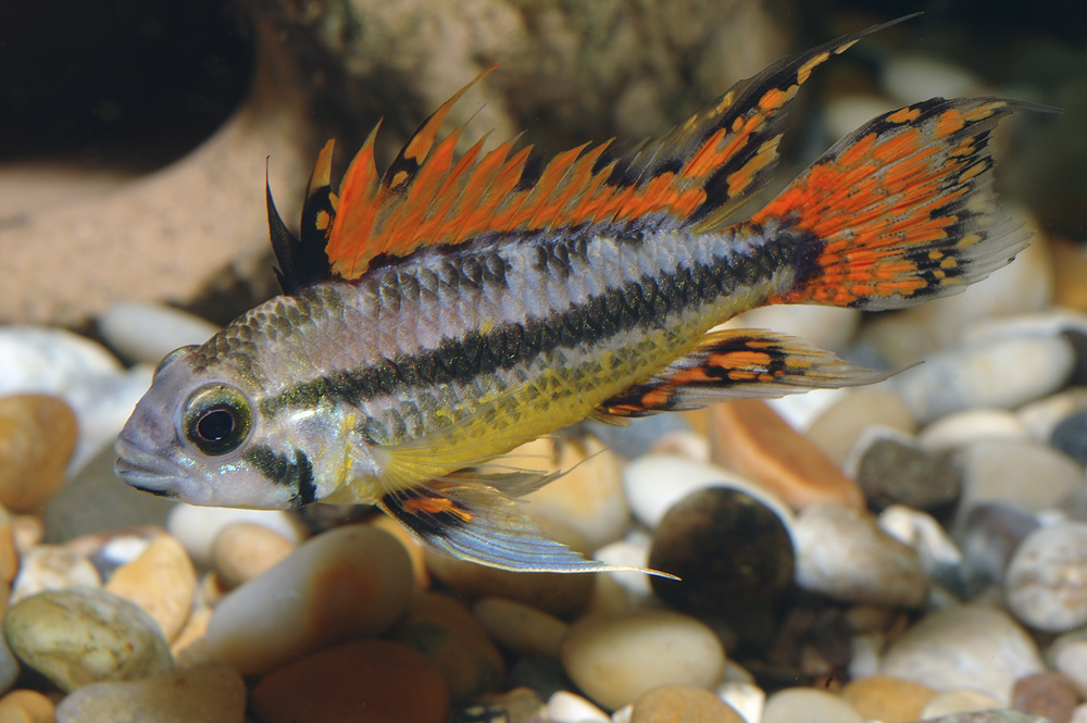 Apistogramma cacatuoides