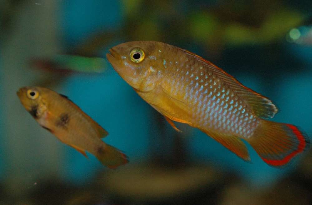 Apistogramma nijsseni
