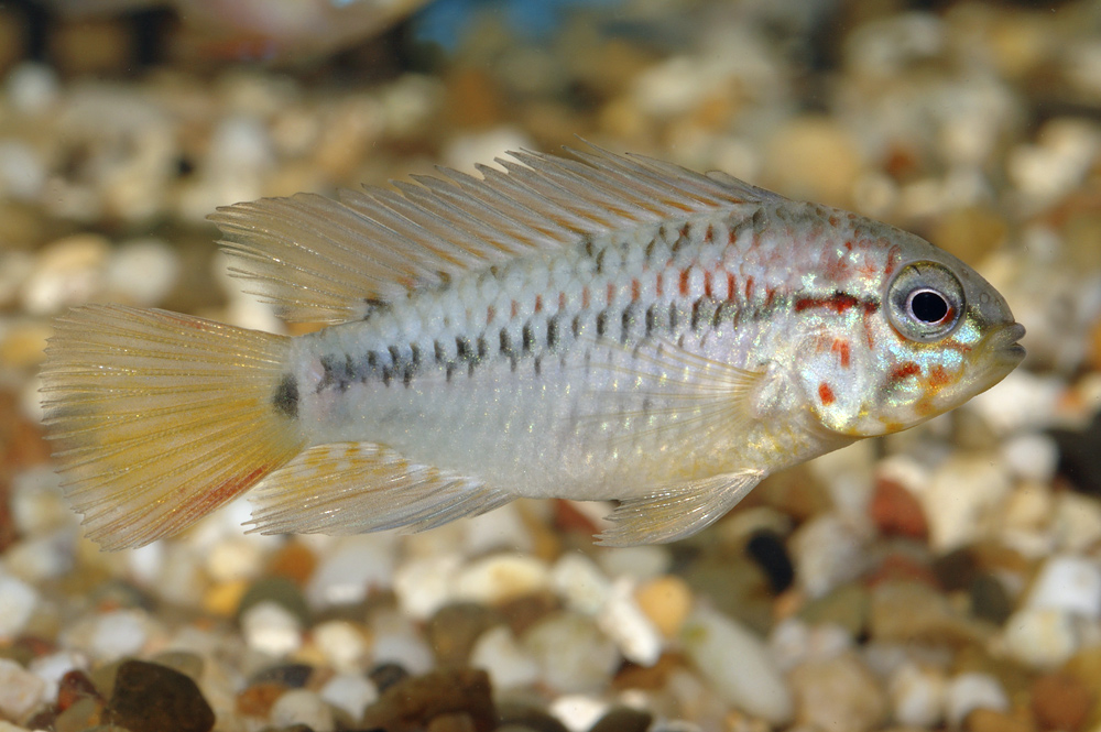 Apistogramma macmasteri