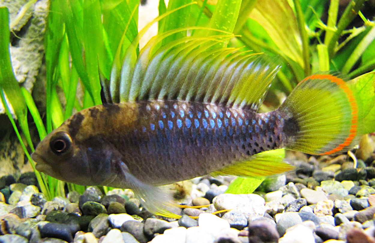 Apistogramma baenschi