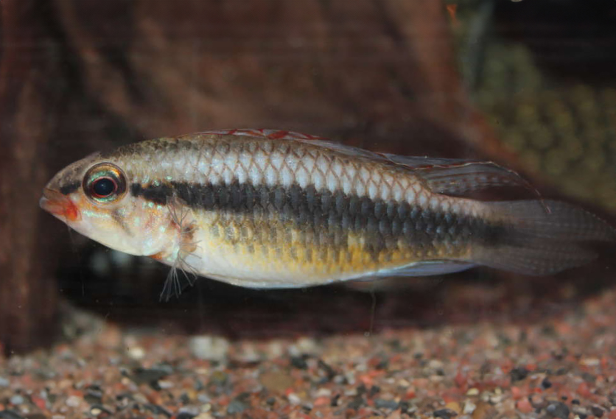 Apistogramma iniridae