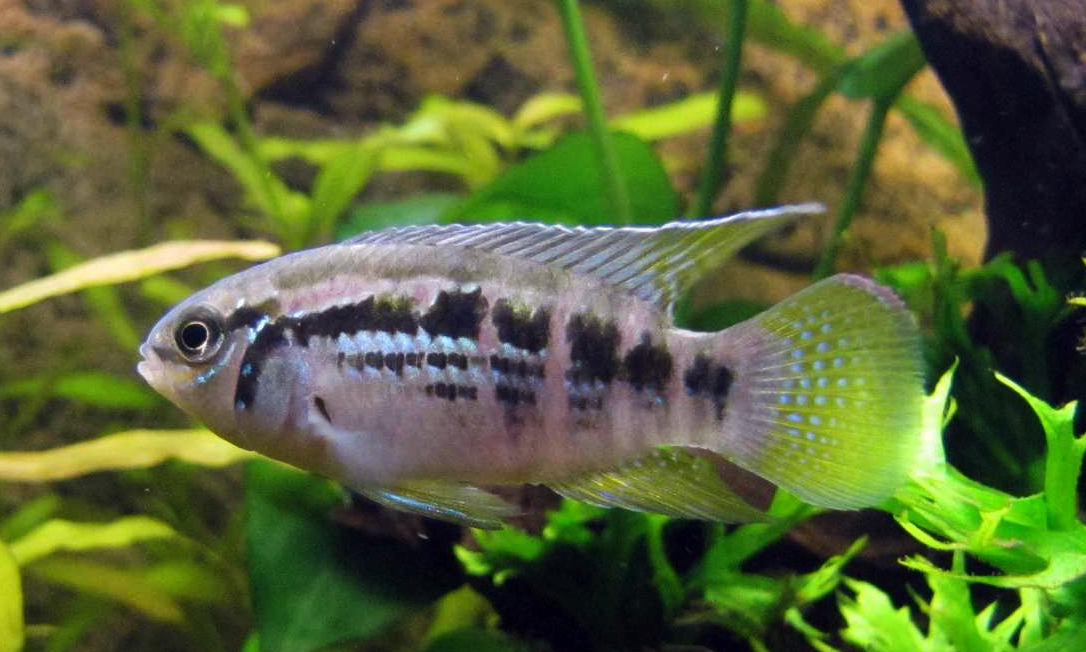 Laetacara araguaiae