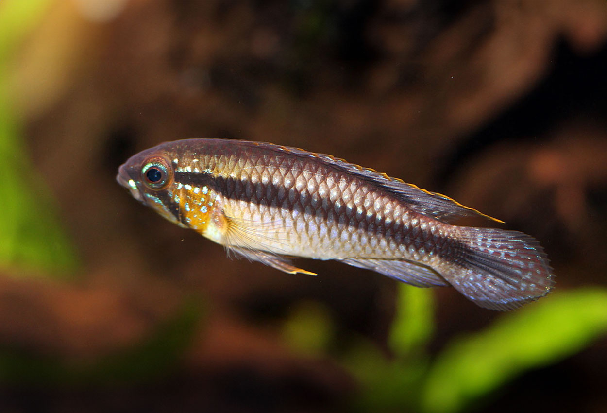 Apistogramma gephyra