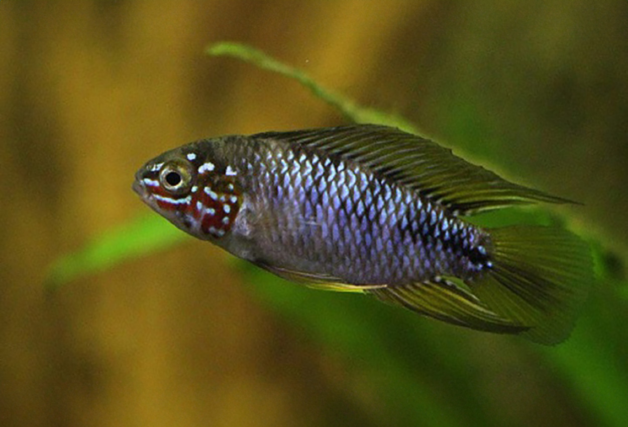 Apistogramma borellii