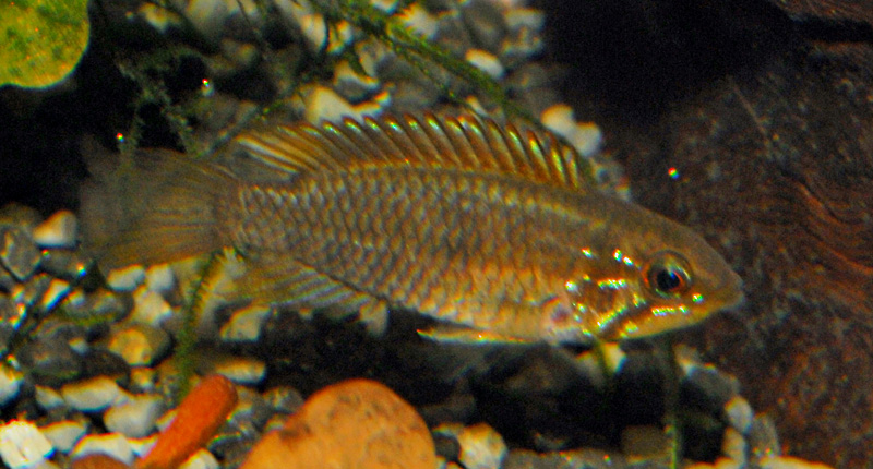 Apistogramma rubrolineata