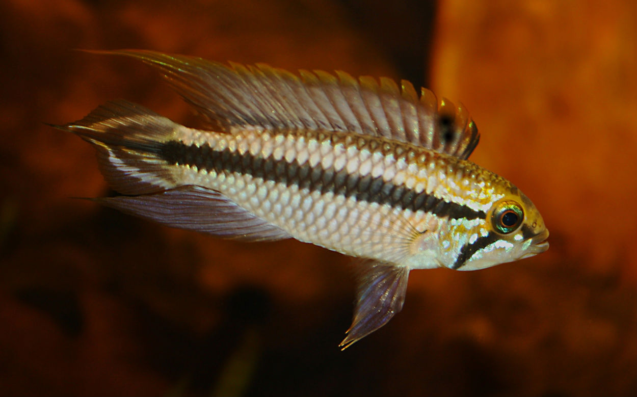 Apistogramma sp. '2 Rio Jari Purus'