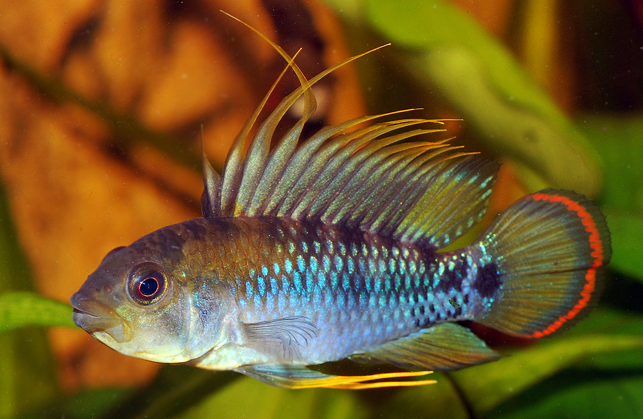 Apistogramma baenschi