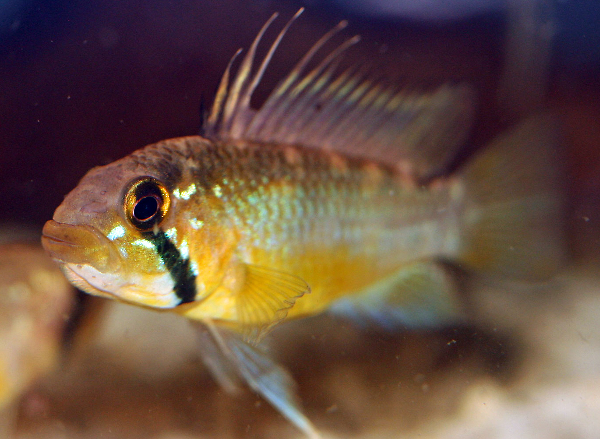 Apistogramma atahualpa