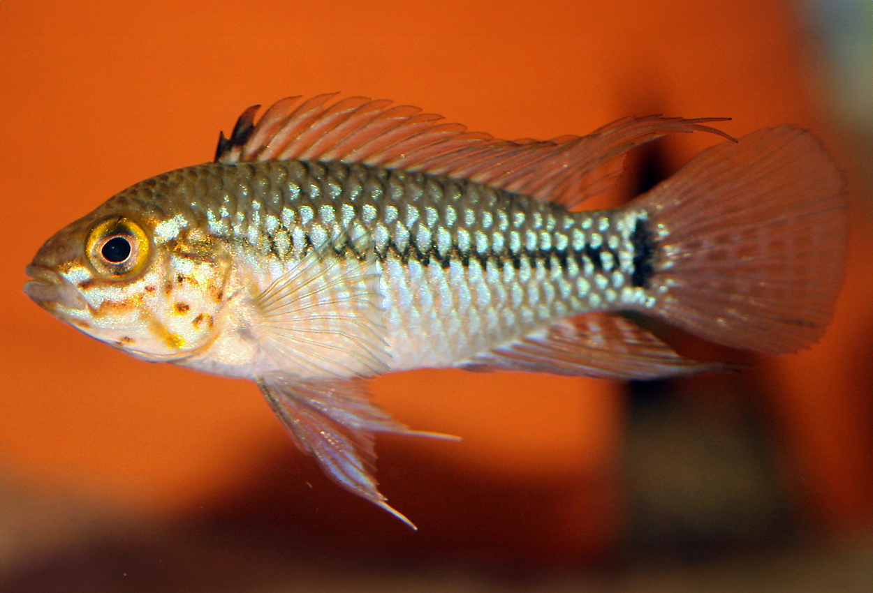 Apistogramma caetei