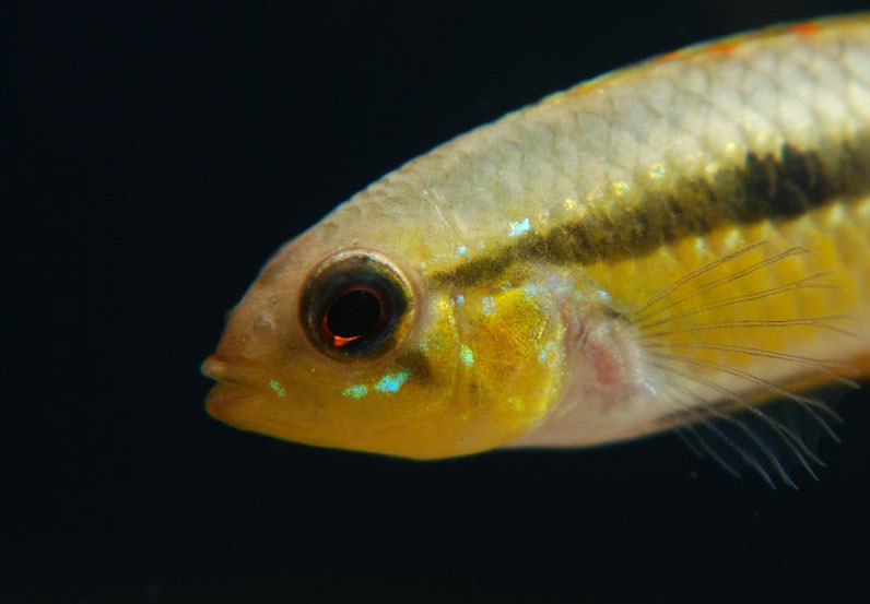 Apistogramma pulchra