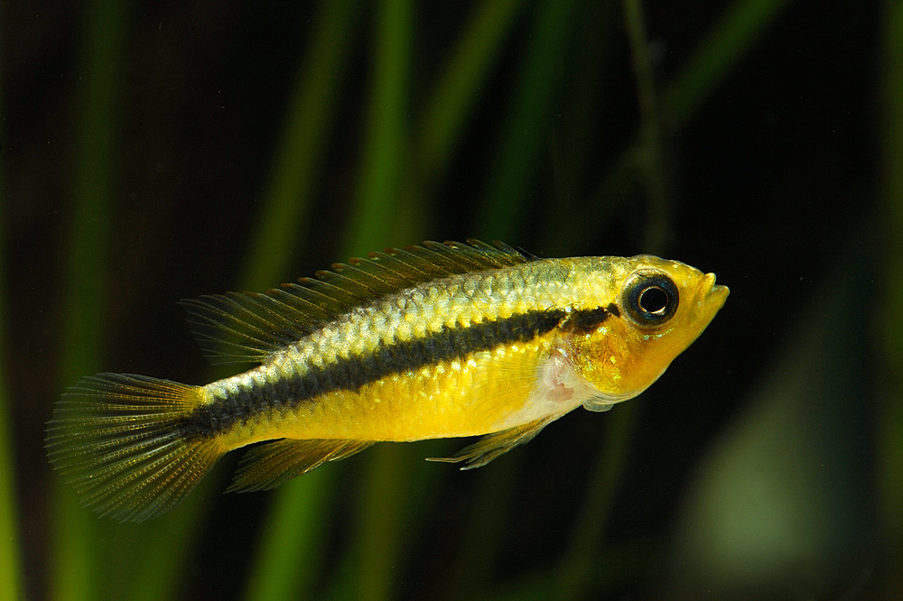 Apistogramma agassizii