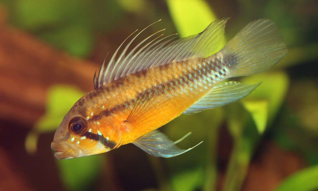 Apistogramma atahualpa