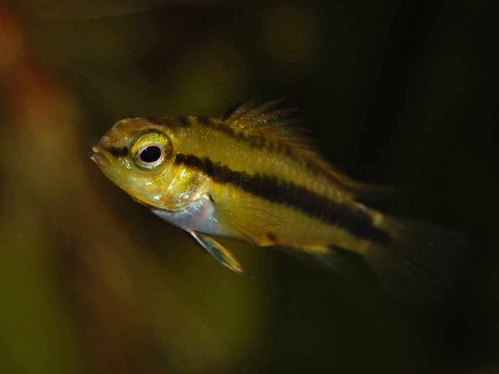 Apistogramma trifasciata