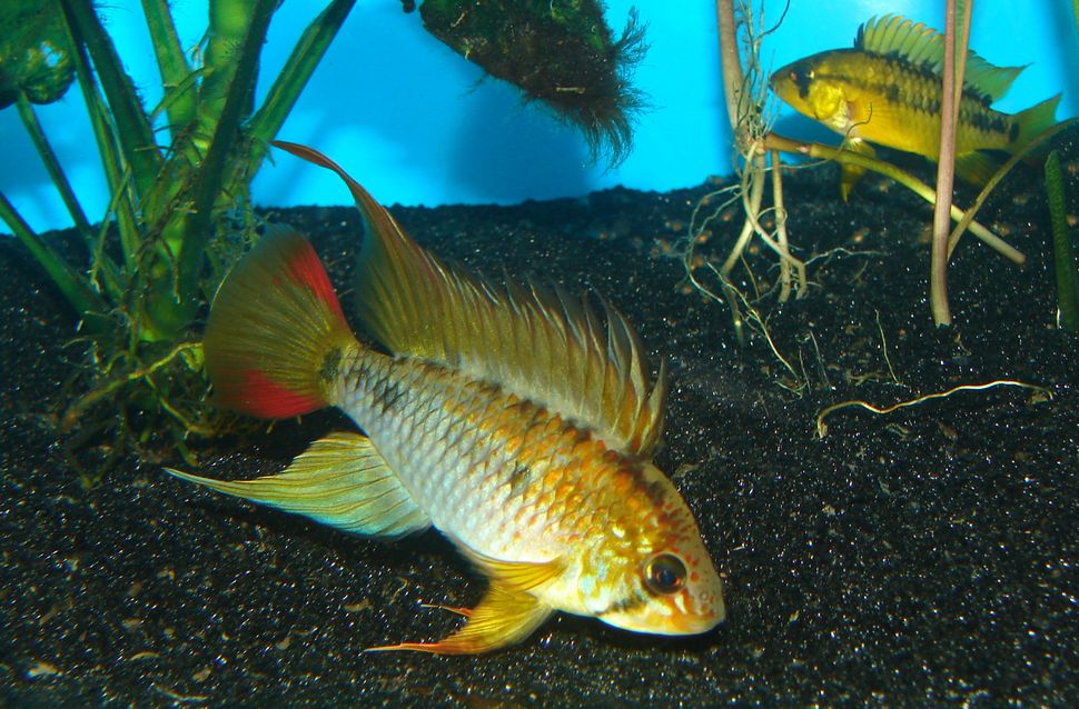 Apistogramma viejita
