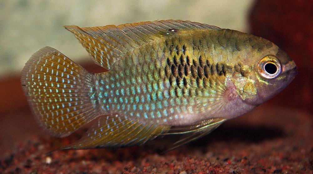 Laetacara dorsigera