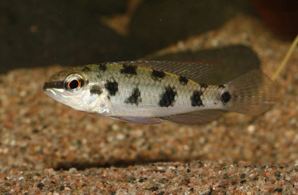 Dicrossus maculatus