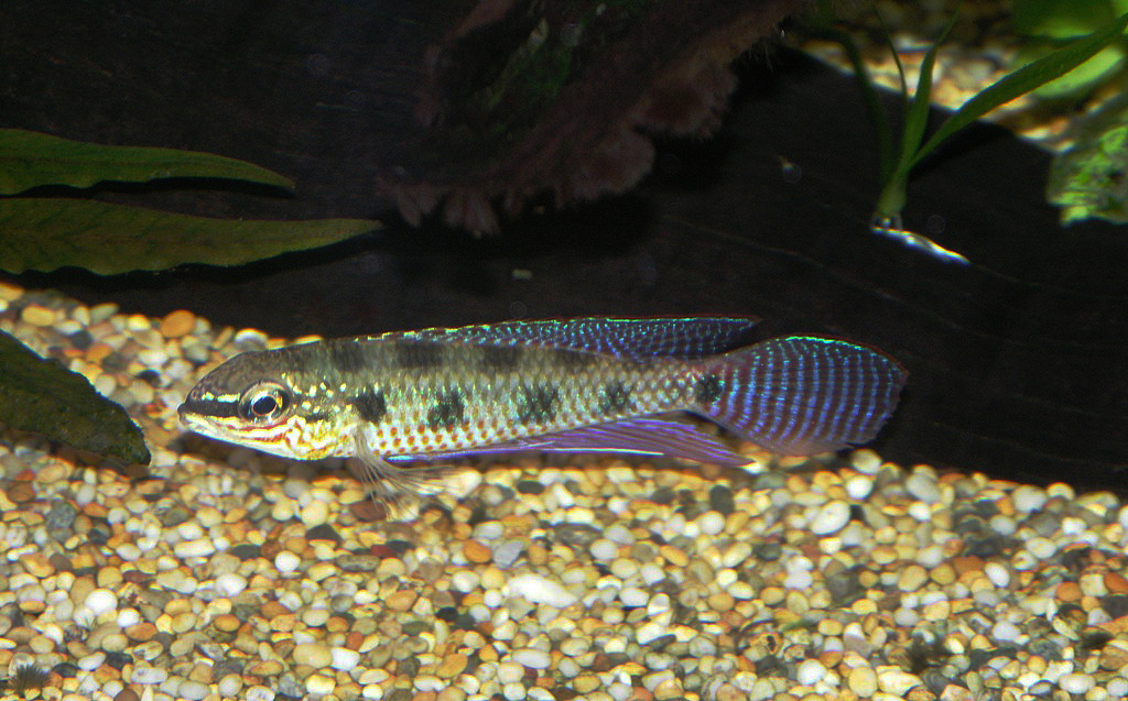 Dicrossus maculatus