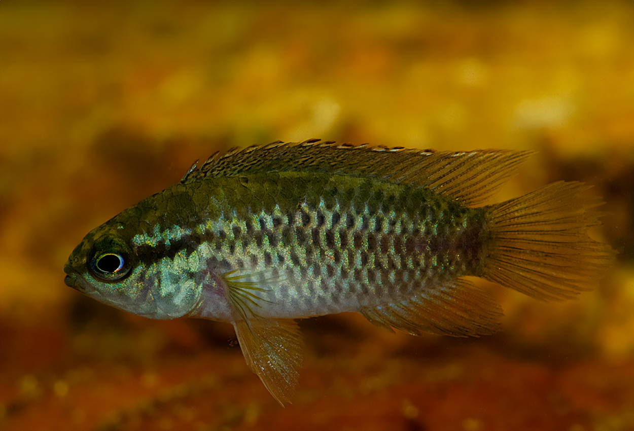 Nannacara anomala