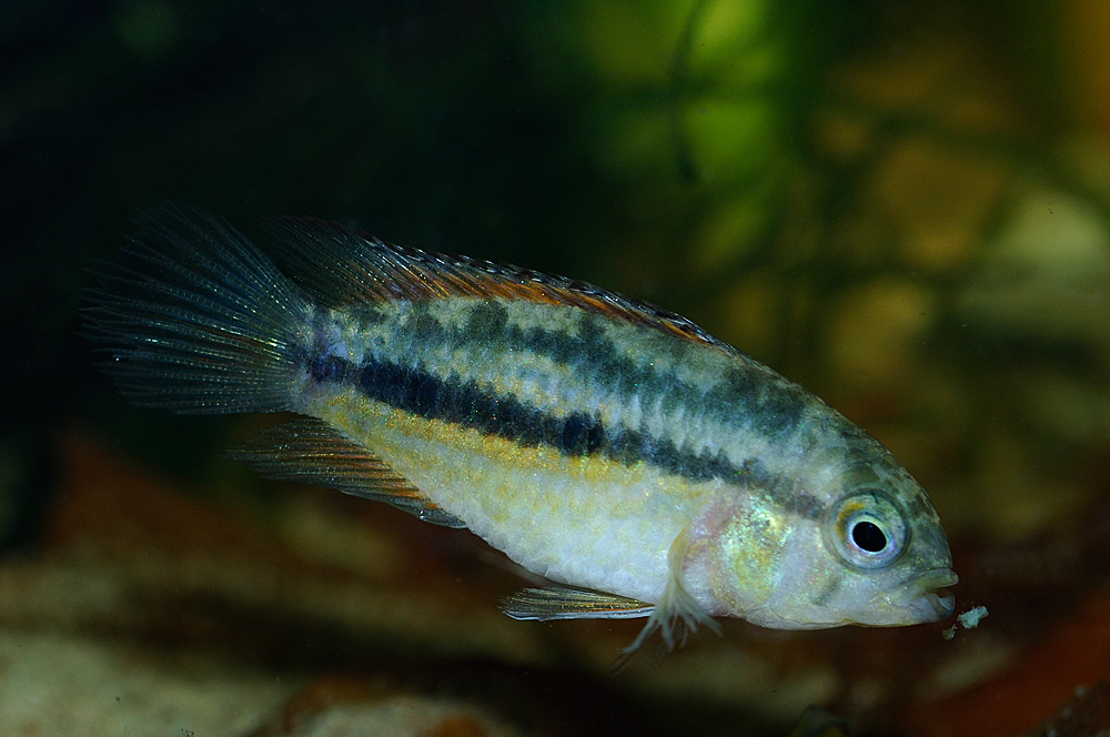 Nannacara anomala