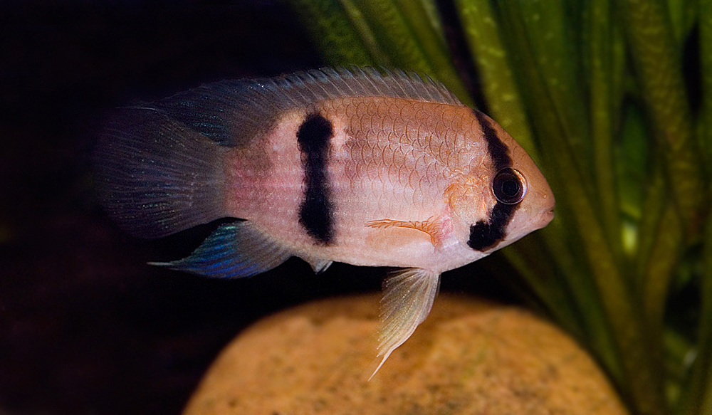 Cleithracara maronii