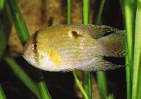 Cleithracara maronii