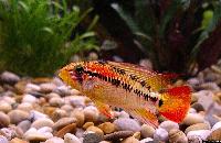 Apistogramma viejita "II"