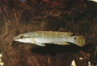 Crenicichla compressiceps