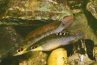 Crenicichla regani