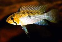 Apistogramma steindachneri