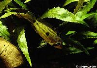 Apistogramma steindachneri