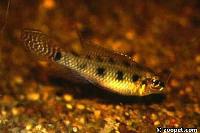 Dicrossus maculatus