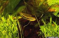 Taeniacara candidi
