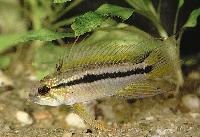 Apistogramma bitaeniata