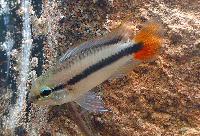 Apistogramma maciliensis